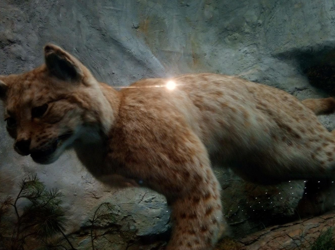 Slovak National Museum (Slovenske narodne muzeum)-布拉迪斯拉发必去景点