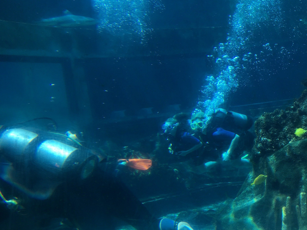 Shark Tank Scuba-威玛纳诺必去景点