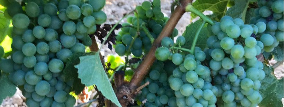 Viñedos & Bodega Encima Wines-Molinaseca必去景点