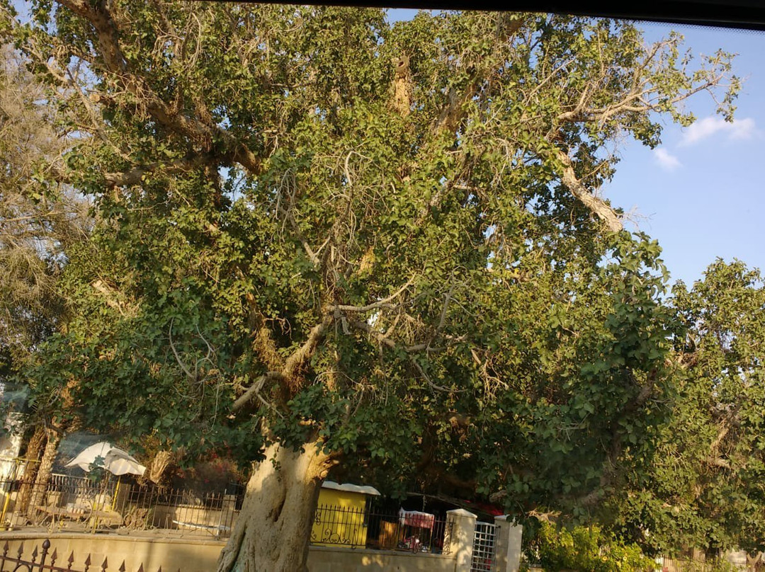 Zaccheus' Tree-Jericho必去景点