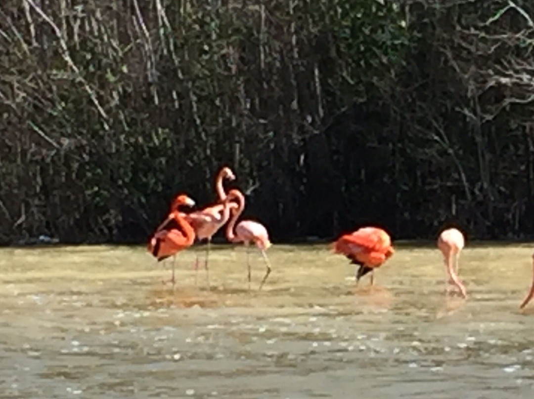 Flamingo Tours-塞莱斯顿必去景点