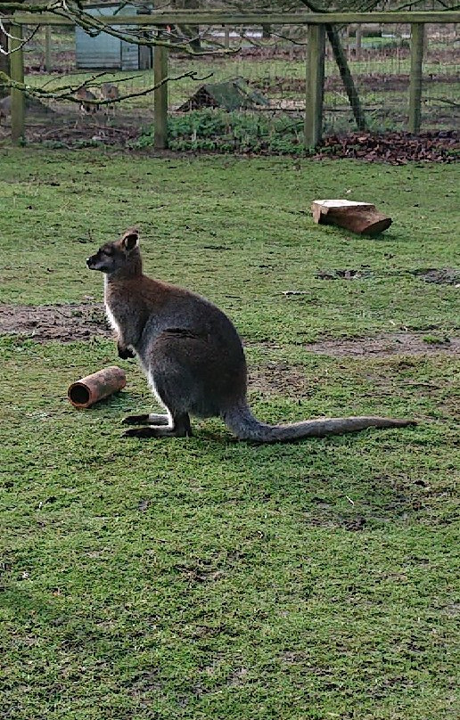 Askham Bryan Wildlife & Conservation Park景点图片