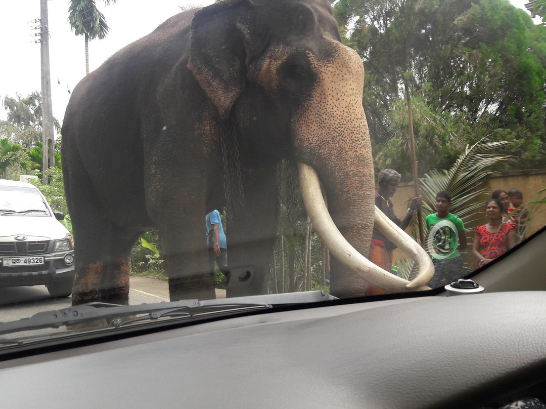 Island Splendour (Pvt) Ltd-Panadura必去景点