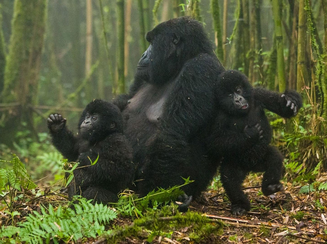 Sasa Holidays Limited-Wakiso必去景点