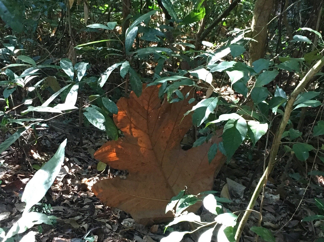 Pamulaklakin Forest Trail景点图片