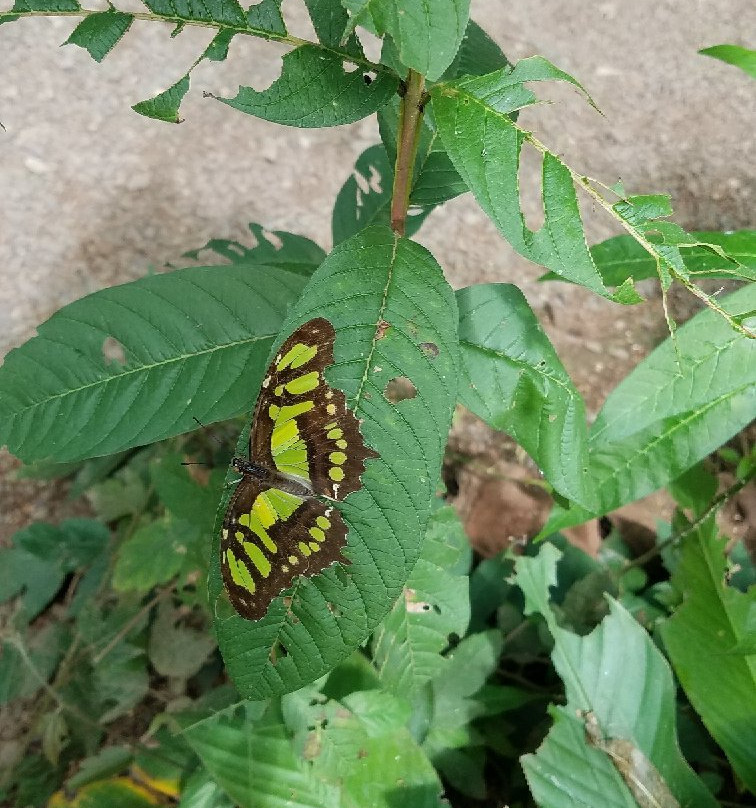 Mariposas Sarchí景点图片