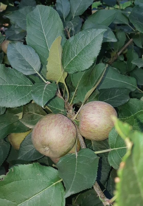 Elgin Country Lodge主图