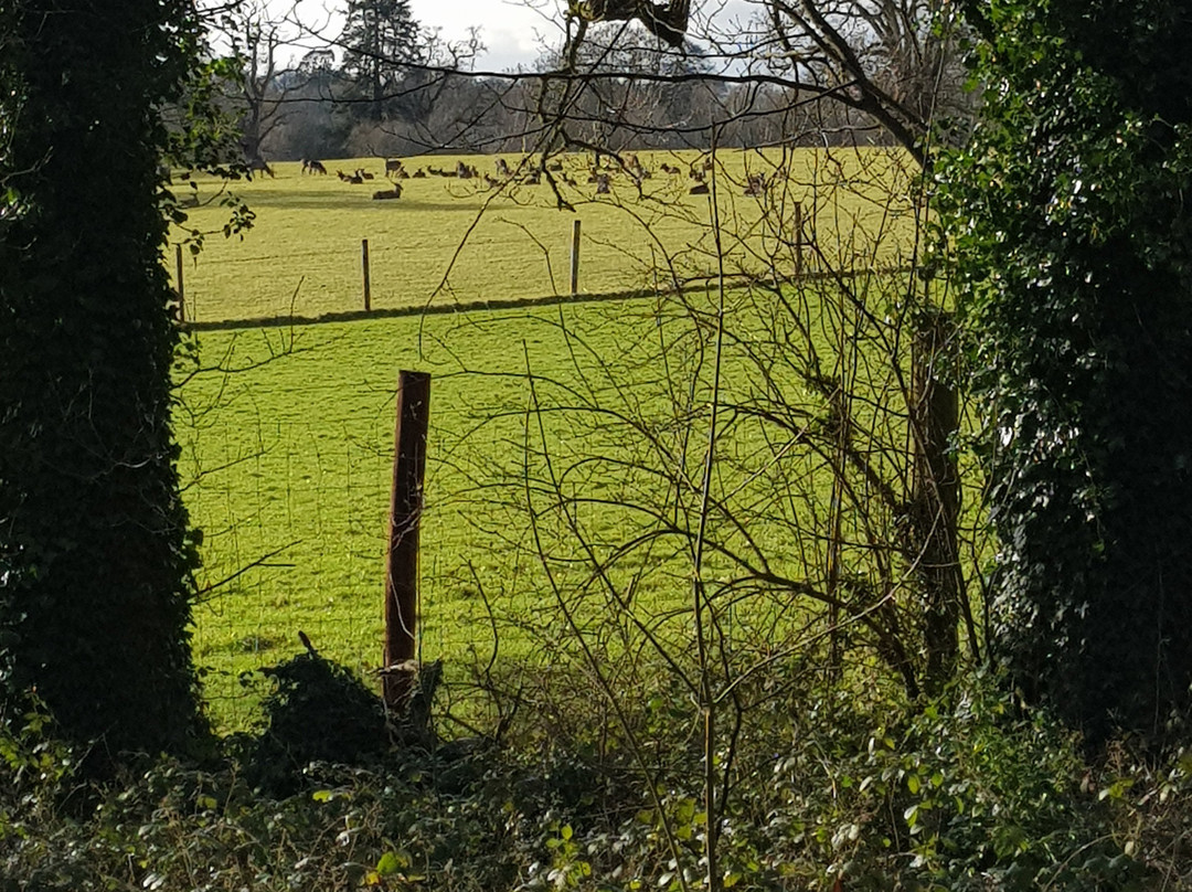 Doneraile Wildlife Park-Doneraile必去景点