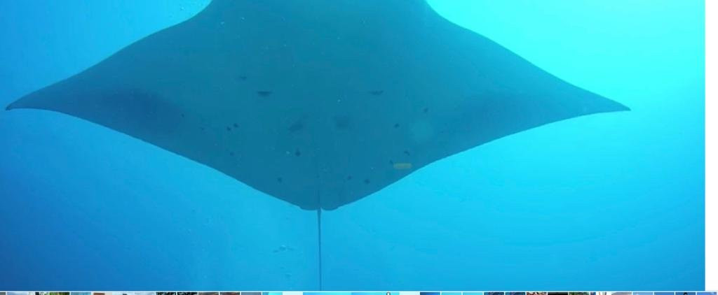 Sub Oceanic Dive Club-幸福岛必去景点