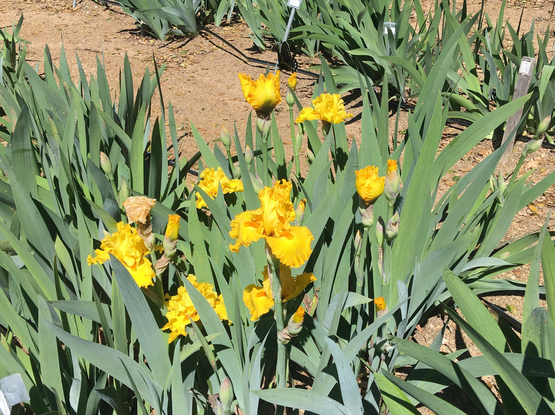 Horton Iris Garden景点图片