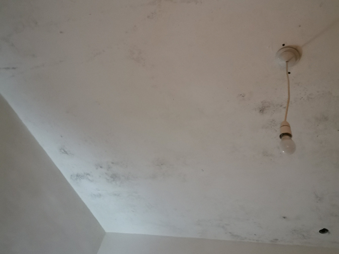 Ella Eco Domes主图