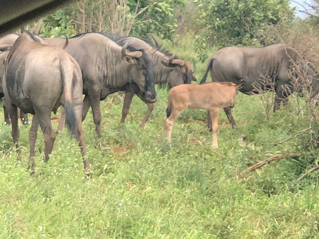 Sensing Africa-霍德斯普鲁特必去景点