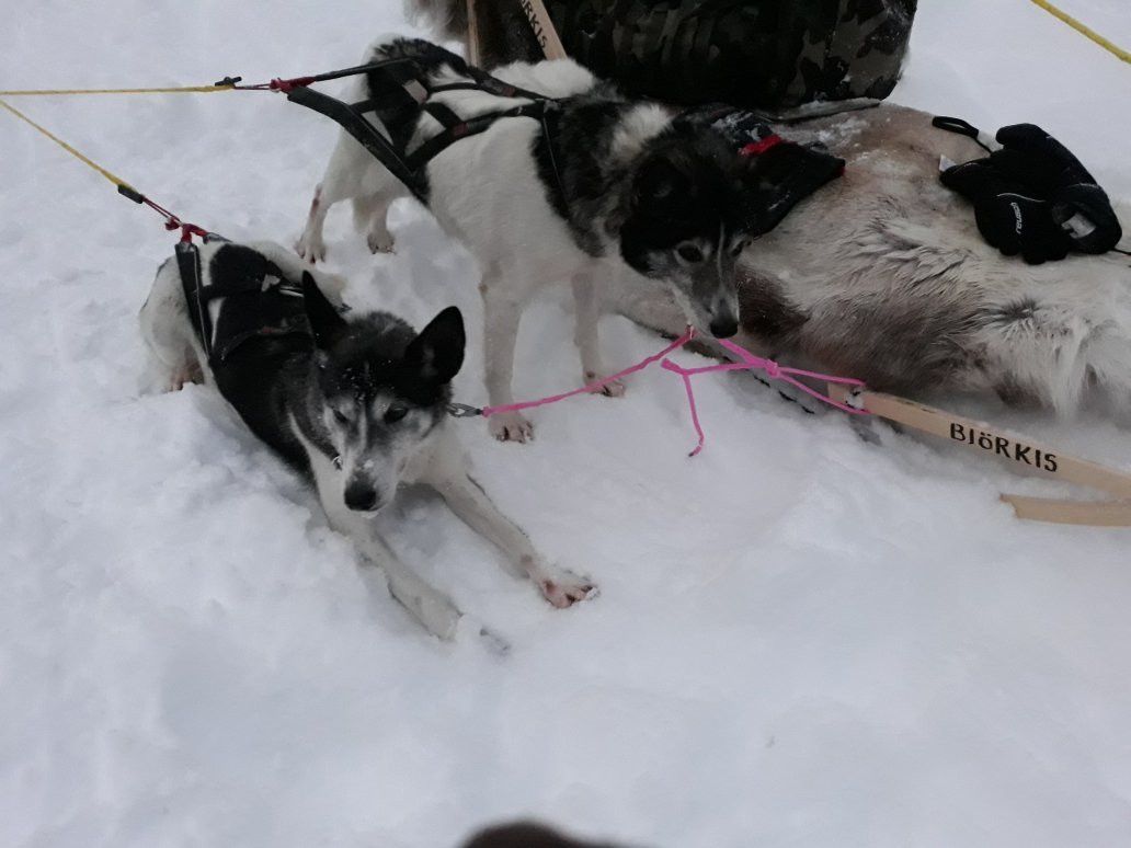 Hasselberg Husky AS景点图片