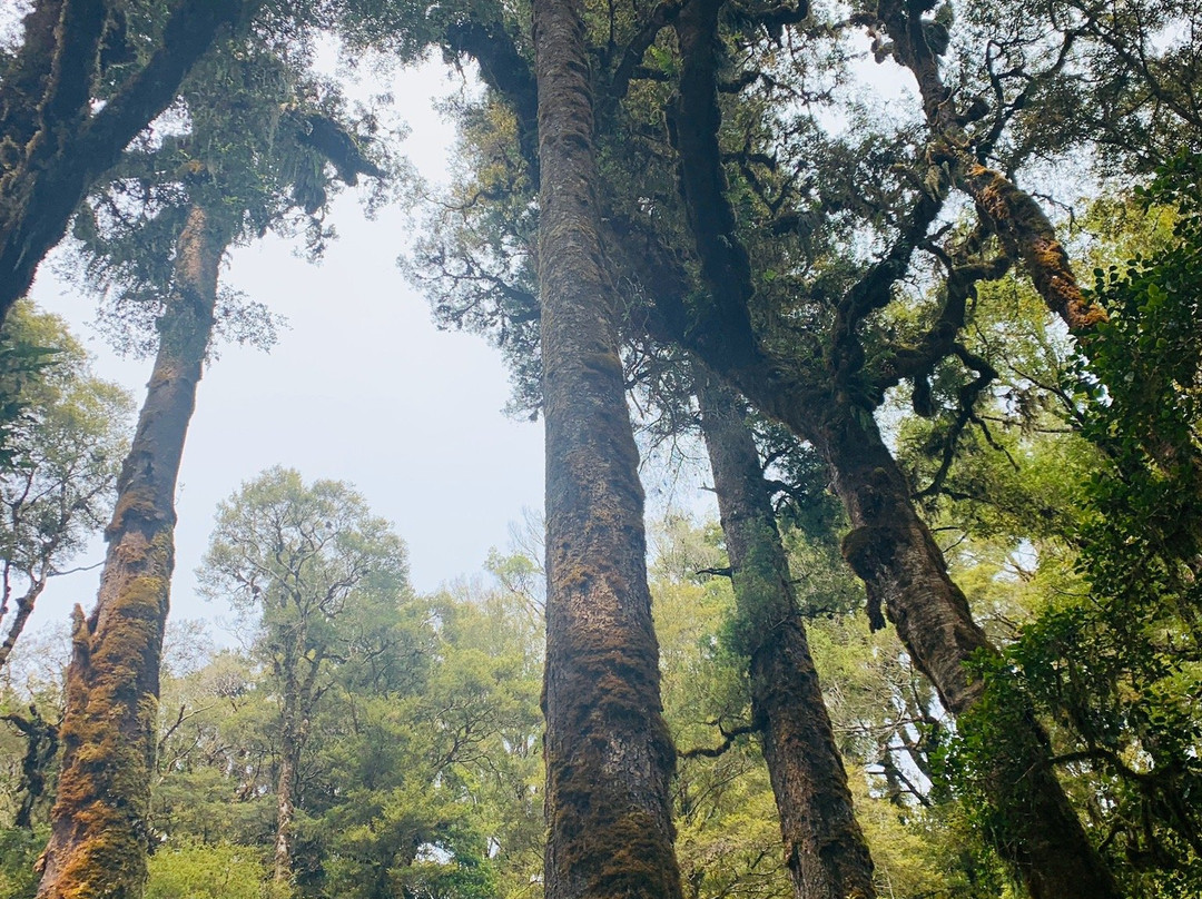 Oparara Basin Walking Tracks景点图片