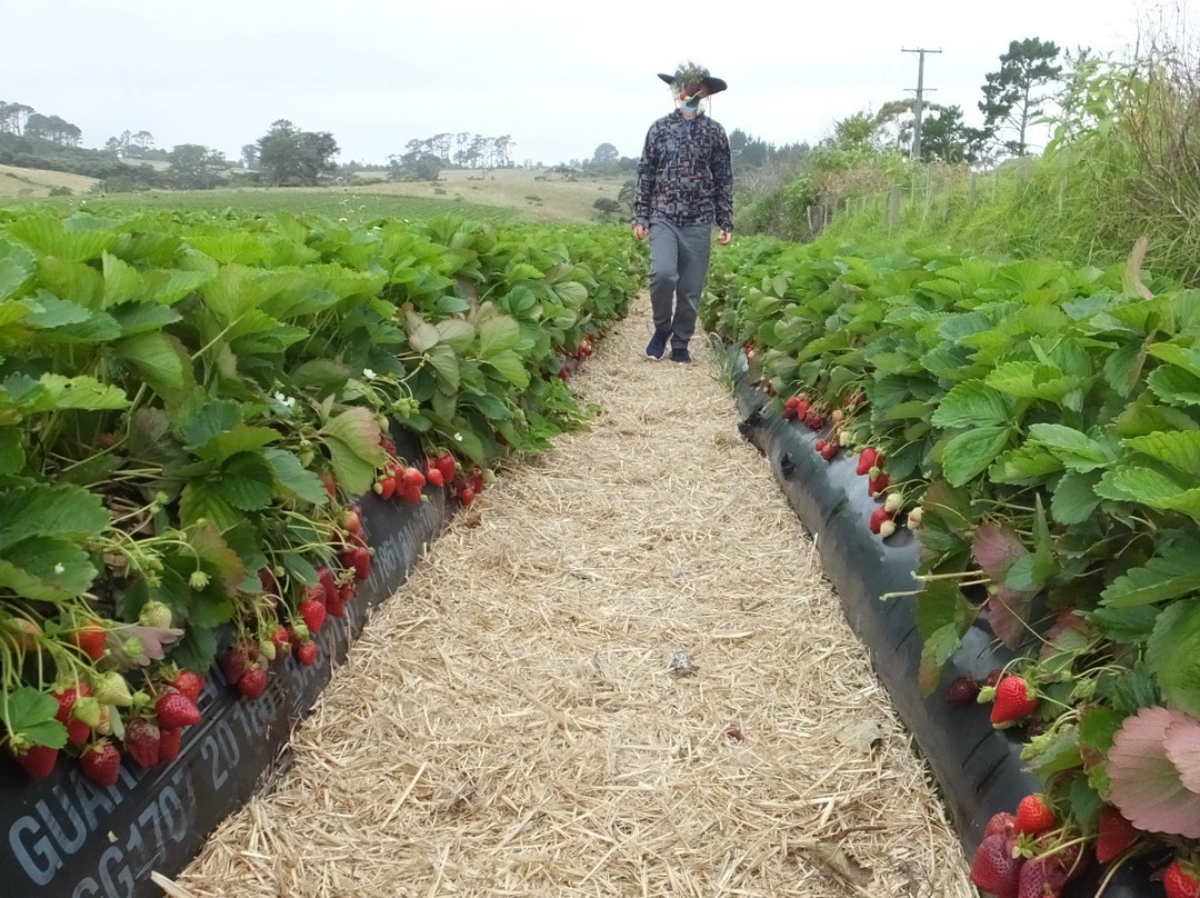 Zaknich Farms Strawberries景点图片