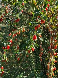 Botanical Garden of Professor I. S. Kosenko景点图片