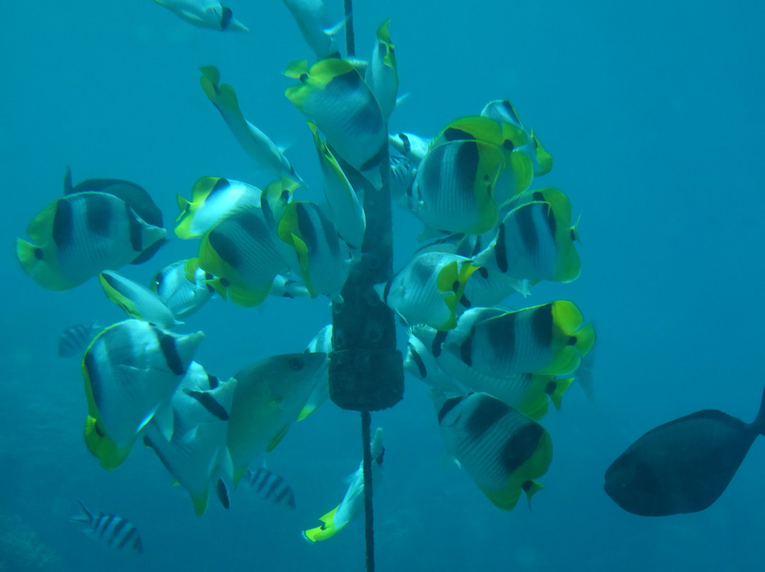 Fish Eye Underwater Observatory-Piti必去景点