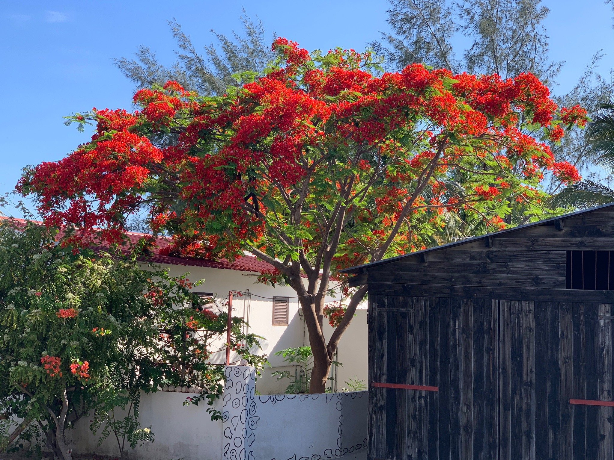 Chez Katia-官方