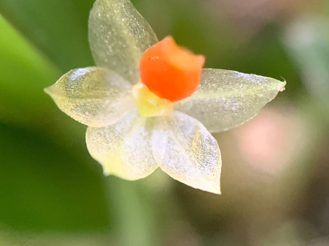 Museo De La Orquídea景点图片