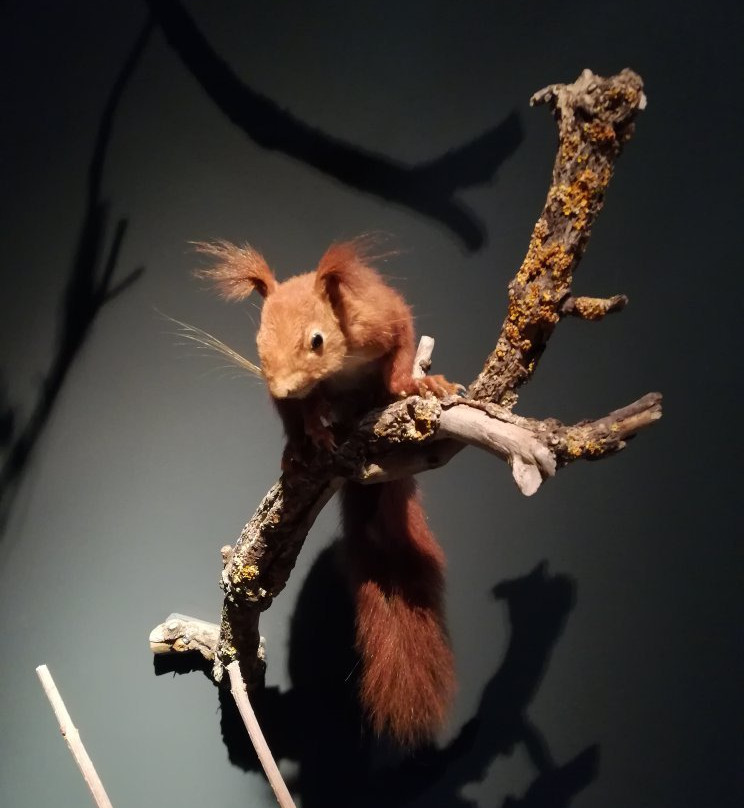 Pfalzmuseum für Naturkunde-巴特迪克海姆必去景点