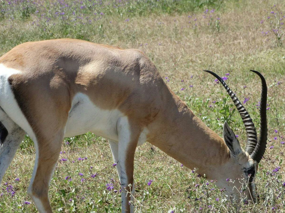 Mangokili Adventures-阿鲁沙必去景点