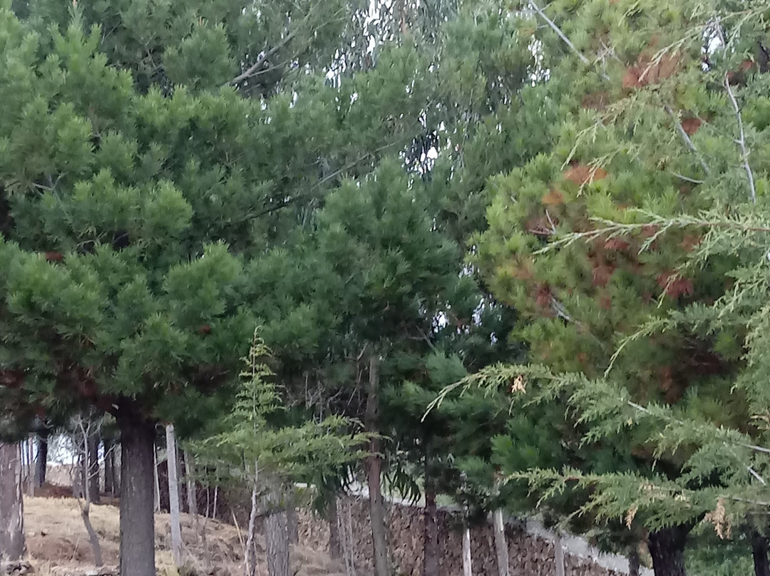 San Jeronimo de Tunan旅游攻略图片