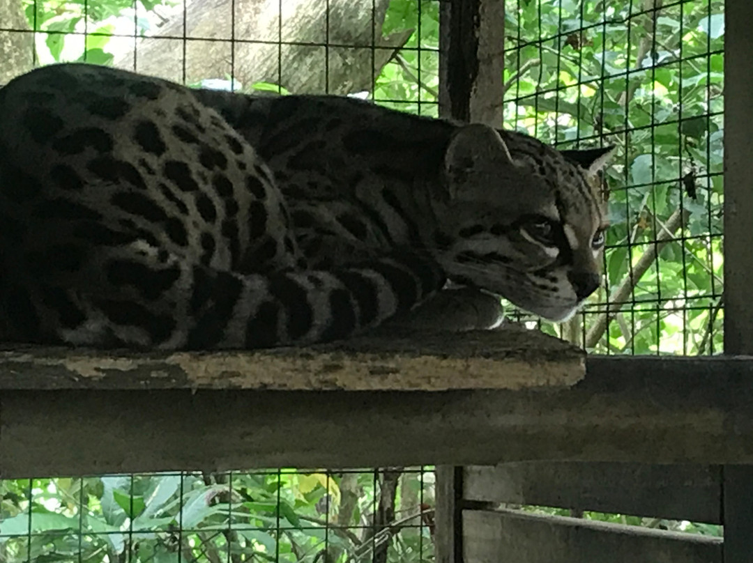 La Selva Wildlife Refuge景点图片