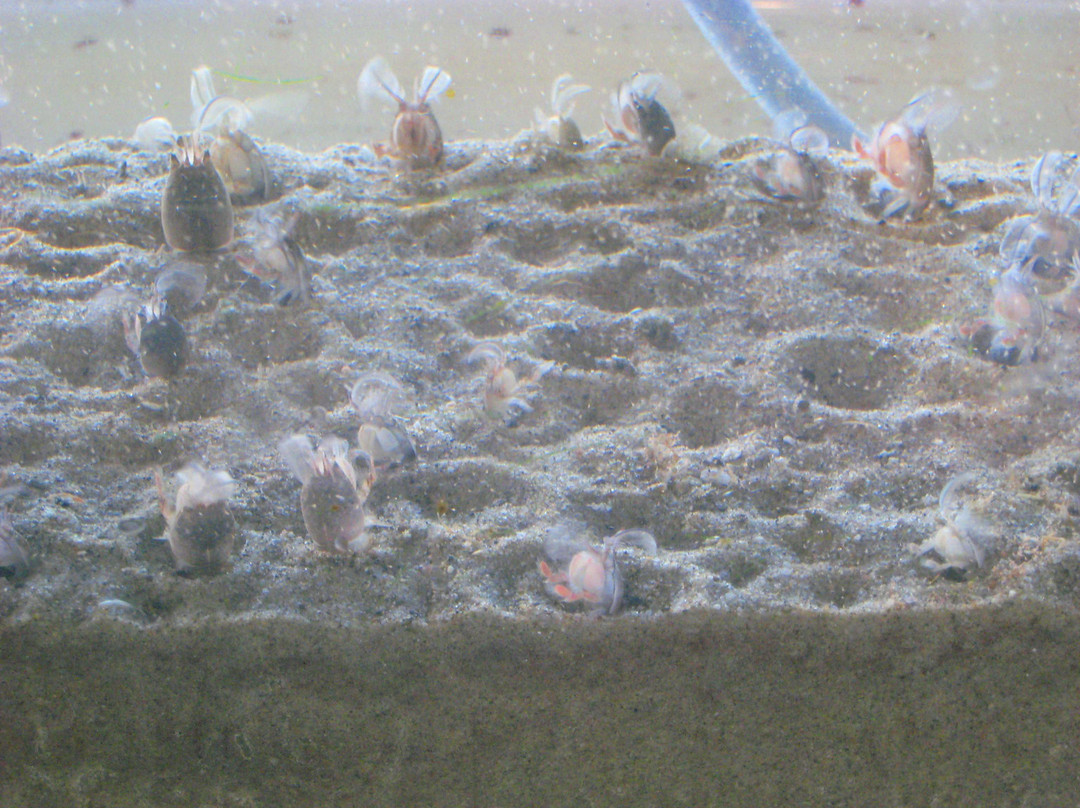 Heal the Bay Aquarium-圣莫尼卡必去景点