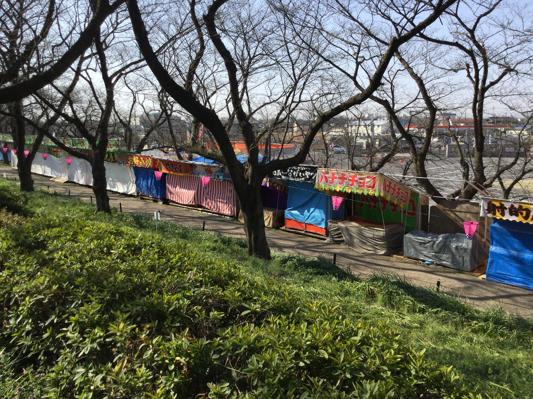 Satte Cherry Blossom Matsui-幸手市必去景点