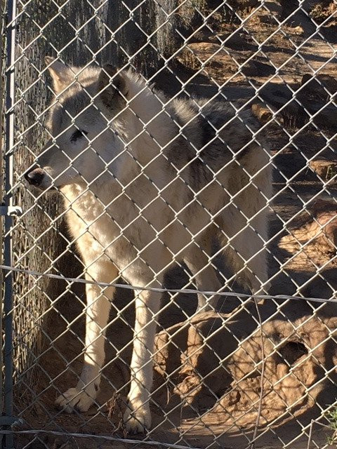 Wild Spirit Wolf Sanctuary-Ramah必去景点