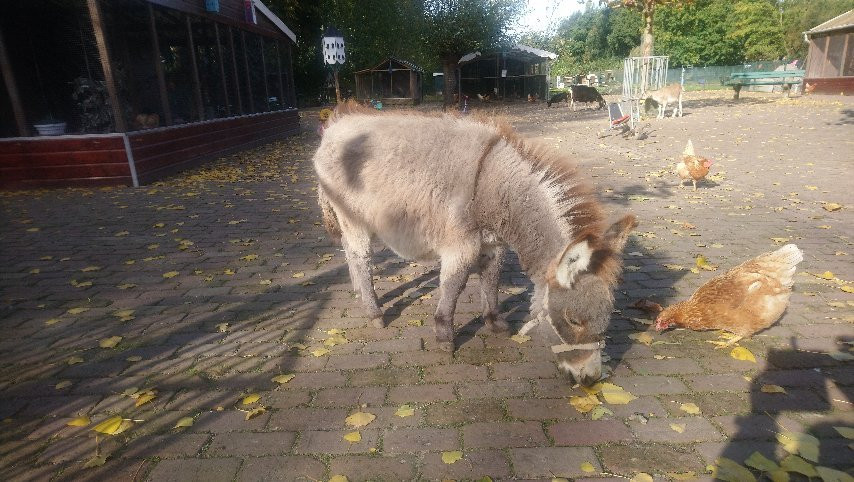 Kinderboerderij Otterspoor-马尔森必去景点