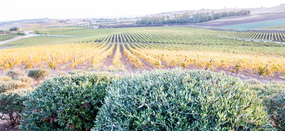 弗瑞斯特里亚普莱奈特庄园酒店主图