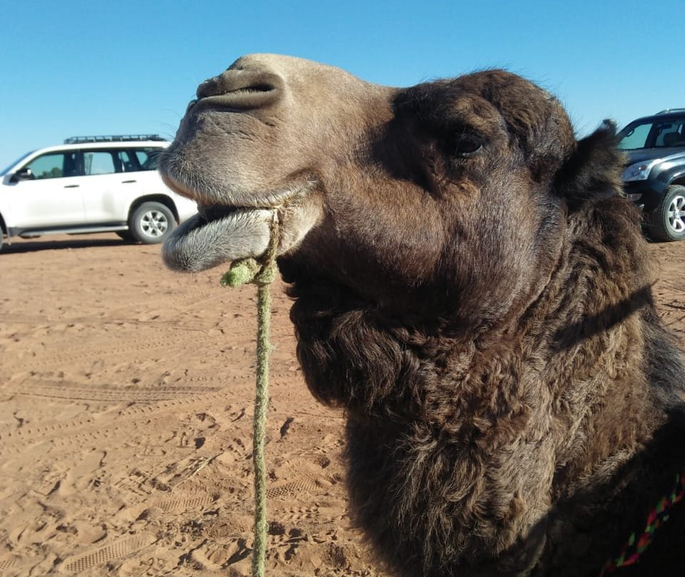 Kingdom Morocco Tours-厄尔克拉莫戈纳必去景点