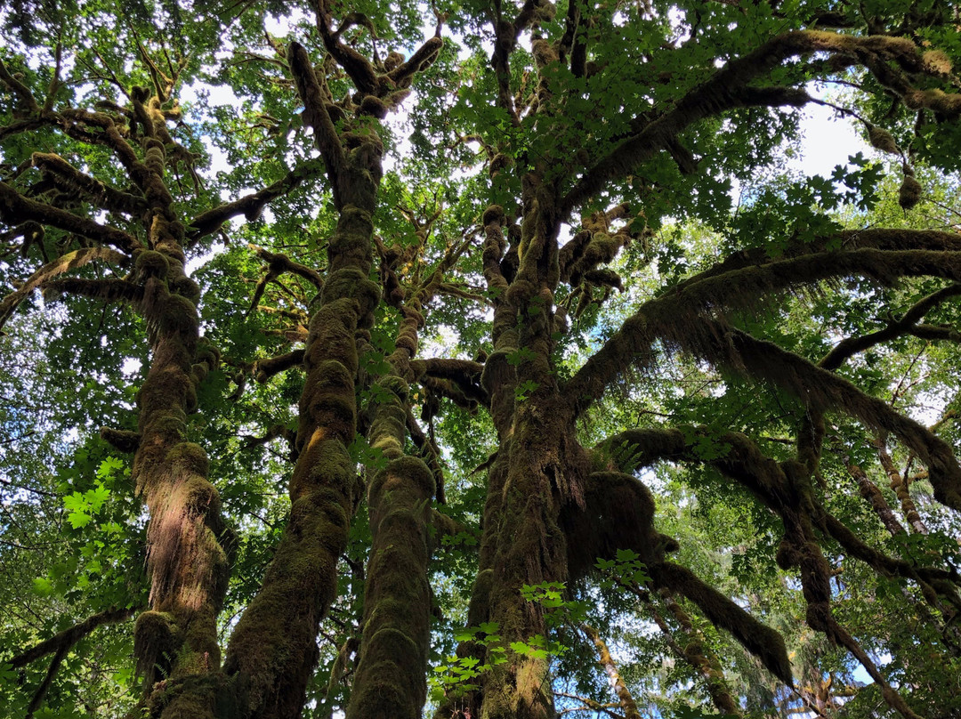 Maple Glade Rain Forest Trail景点图片