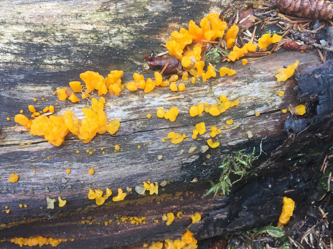 Cape Split Hiking Trail-Scots Bay必去景点