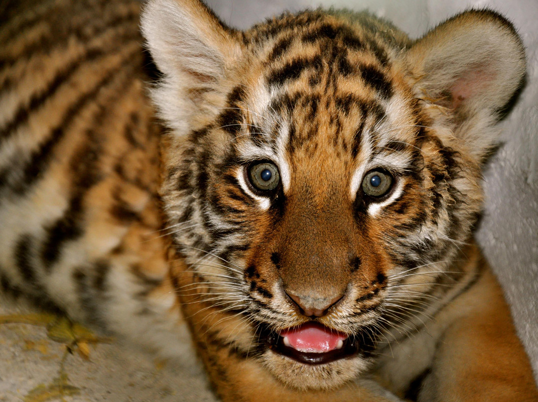 Parque Zoologico Gurabo-圣地亚哥必去景点