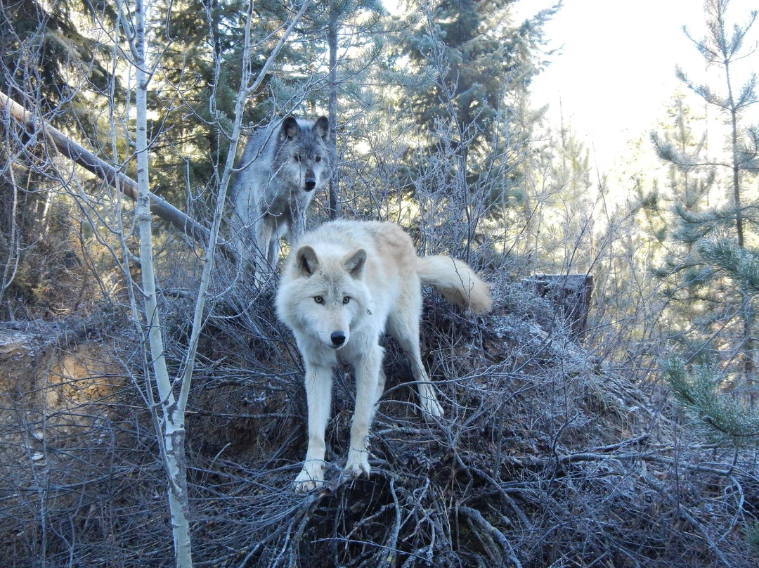 Northern Lights Wildlife Wolf Centre景点图片