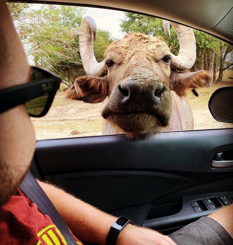 Wild Country Safari Park景点图片