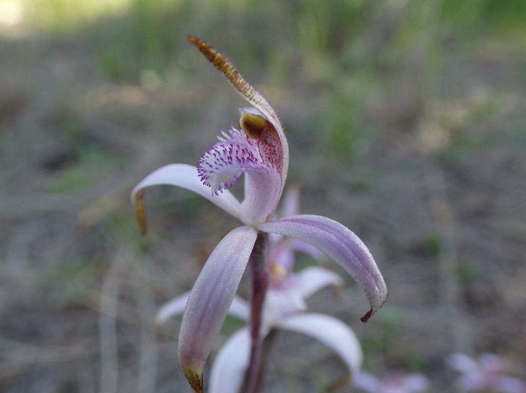 Jam Patch-格雷斯湖必去景点
