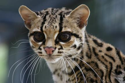 The Cat House-Rosamond必去景点