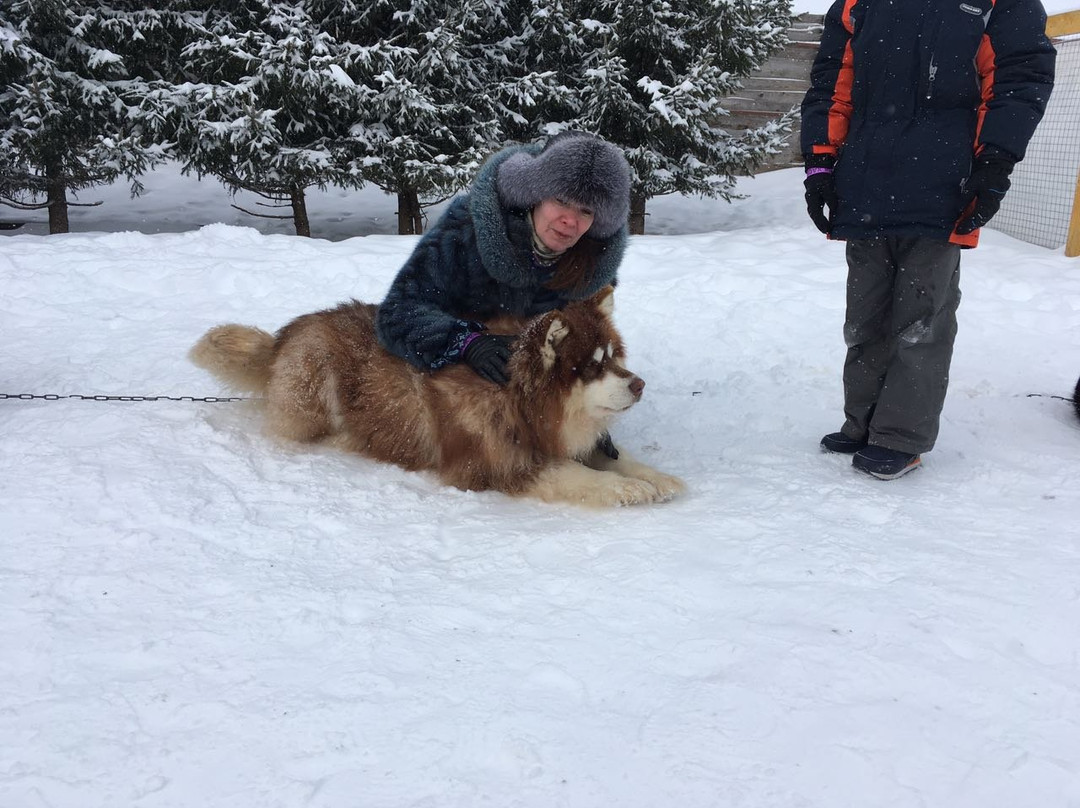 Kennel of Sled Dogs Klan Simurana-Zherebenki必去景点