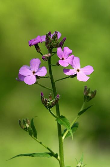 Shenk's Ferry Wildflower preserve景点图片