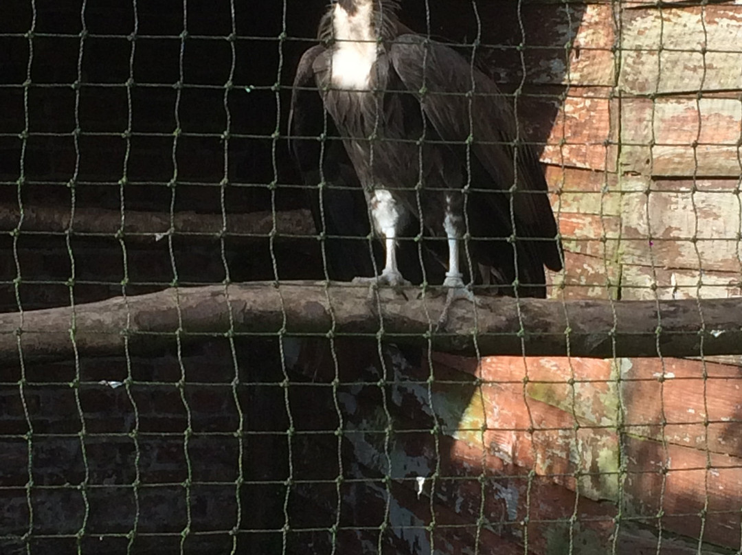 Lakeland Bird of Prey Centre景点图片