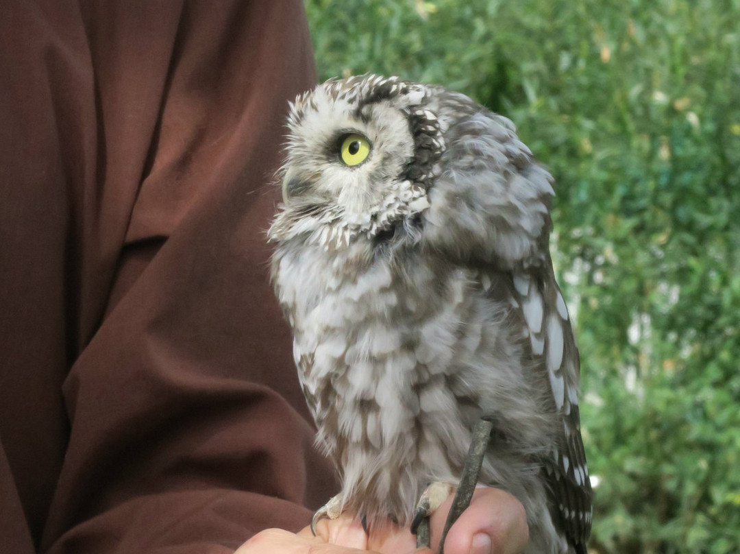 Falcon Farm Sunkar-阿拉木图必去景点