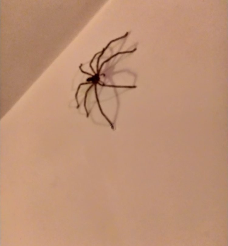 Treebo Trend Vila De Goa主图