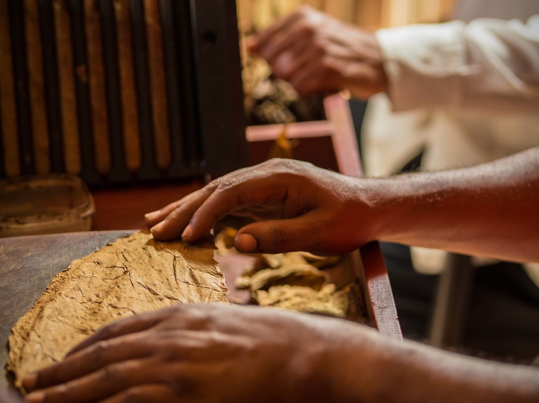 Vivonte Cigars-普拉塔港必去景点