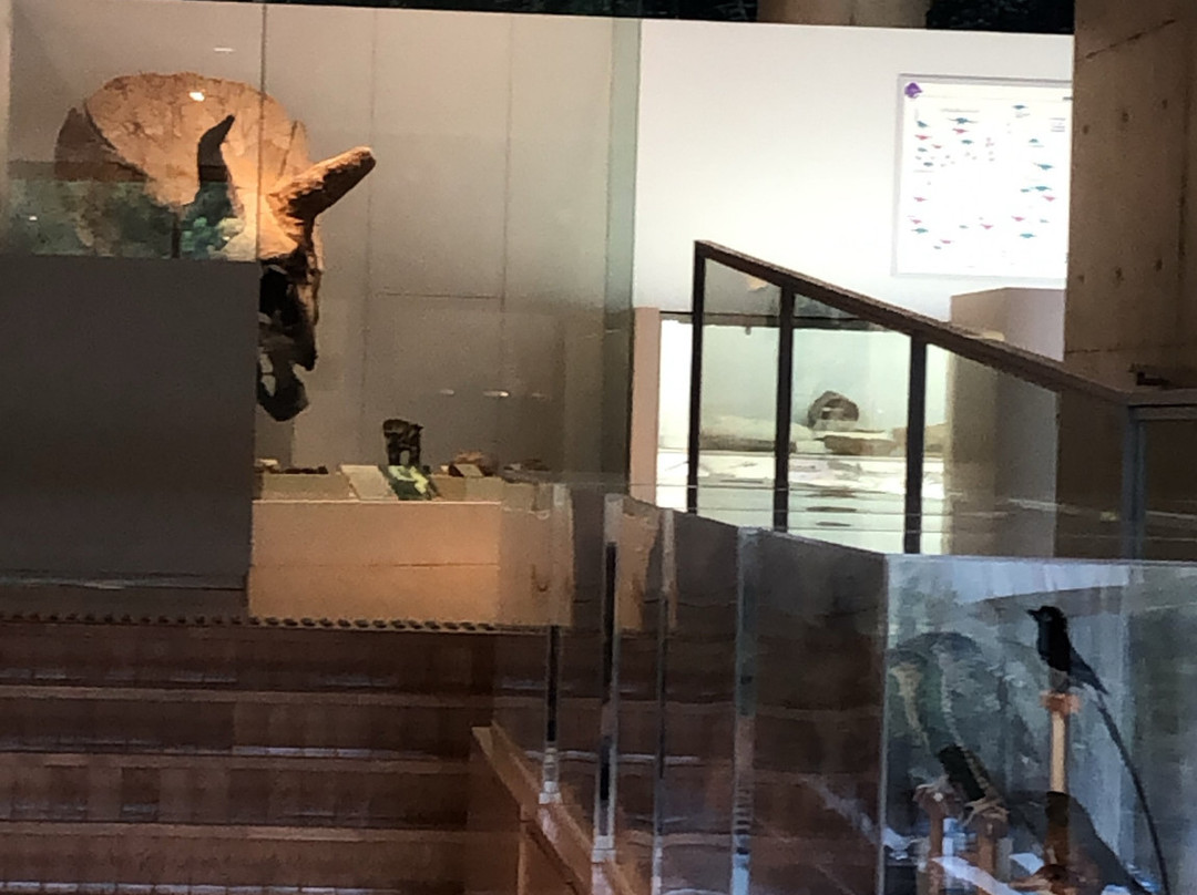 Yokogurayama Shizen no Mori Museum-越知町必去景点