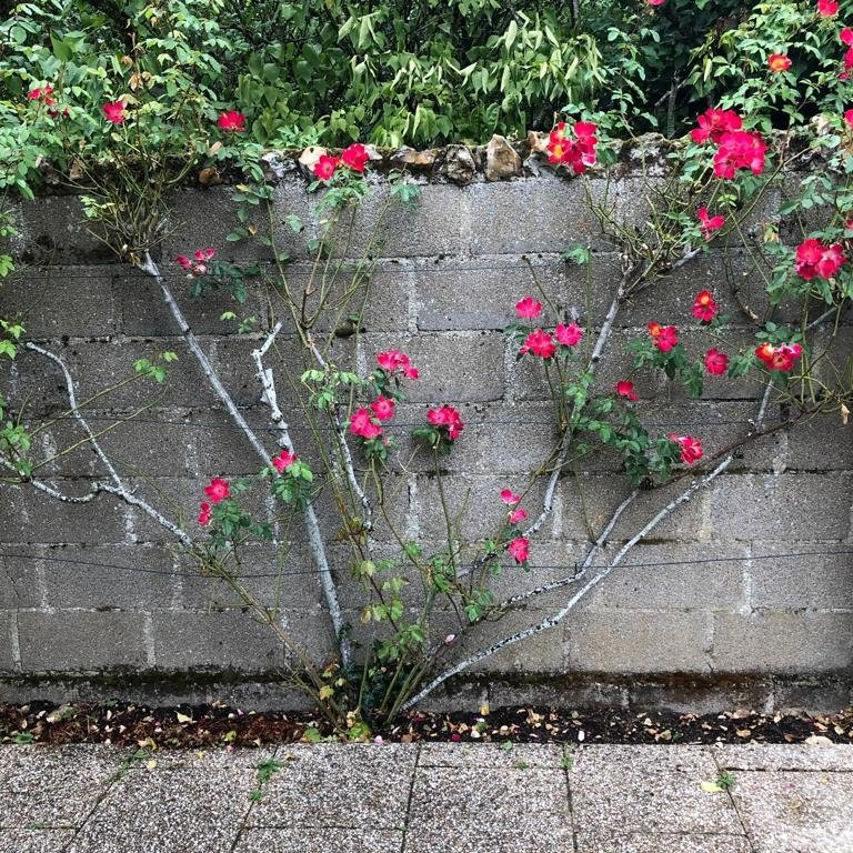 La Maison Picassiette-沙特尔必去景点