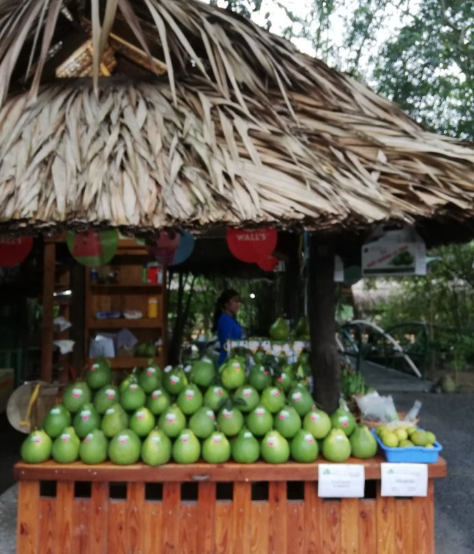 Tan Trieu Grapefruit Village景点图片