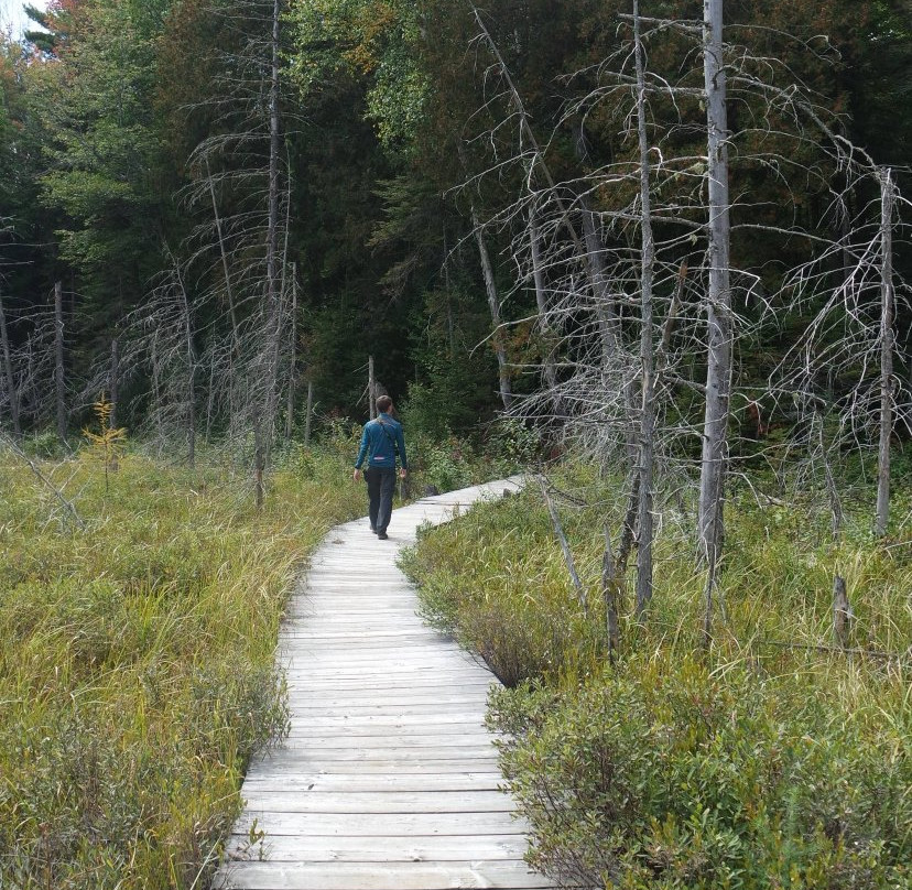 Spruce Bog Boardwalk Trail景点图片